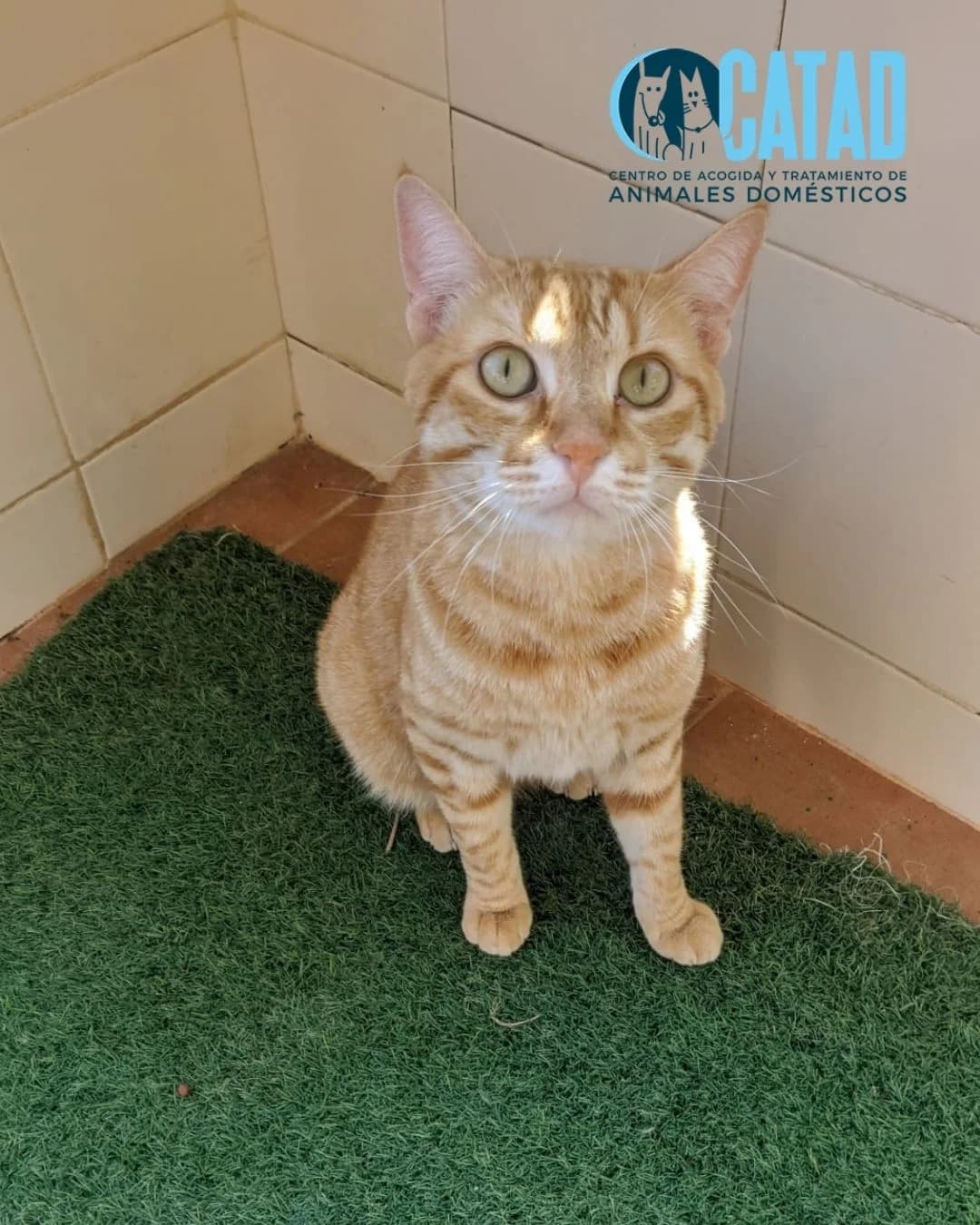 MISSI, male 3yo European Shorthair for adoption at CATAD - Centro de Atención y Tratamiento Animal de Cartagena, Cartagena