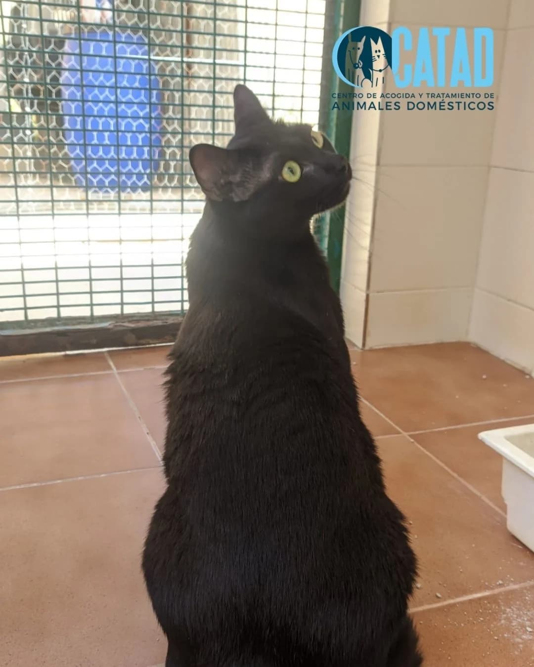 TIKI, male young European Shorthair for adoption at CATAD - Centro de Atención y Tratamiento Animal de Cartagena, Cartagena
