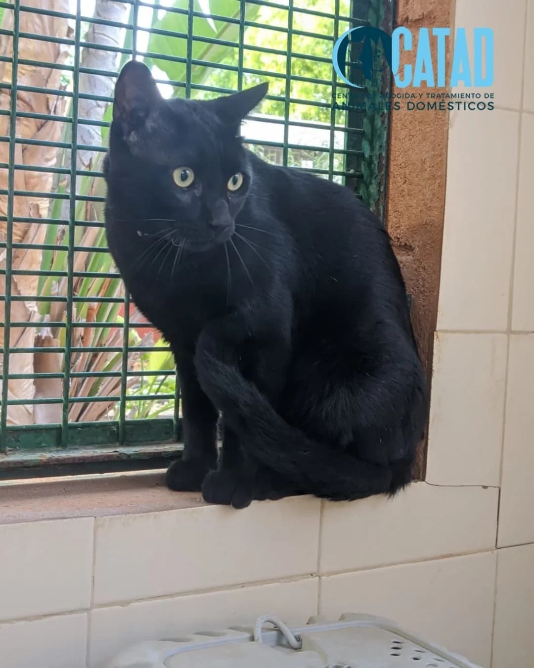KAI, male young European Shorthair for adoption at CATAD - Centro de Atención y Tratamiento Animal de Cartagena, Cartagena