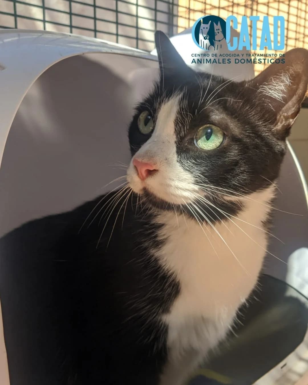 TOMMY, male 4yo European Shorthair for adoption at CATAD - Centro de Atención y Tratamiento Animal de Cartagena, Cartagena