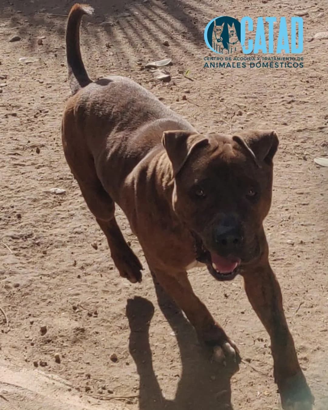 ROY, male senior Pit Bull Terrier for adoption at CATAD - Centro de Atención y Tratamiento Animal de Cartagena, Cartagena