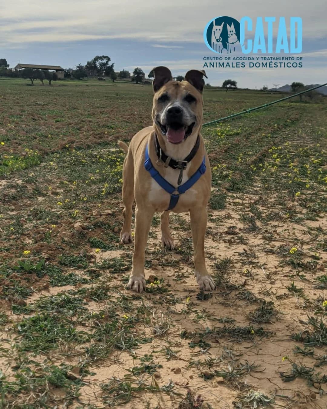 DINA, female senior American Staffordshire Terrier for adoption at CATAD - Centro de Atención y Tratamiento Animal de Cartagena, Cartagena