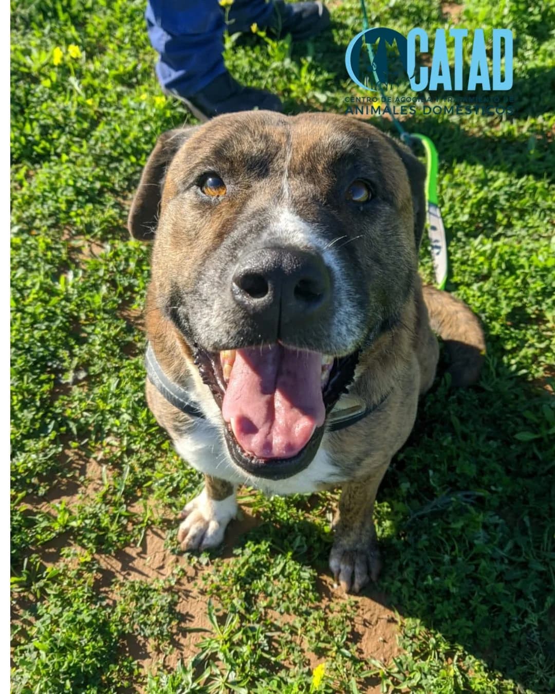 Nana, female senior Presa Canario for adoption at CATAD - Centro de Atención y Tratamiento Animal de Cartagena, Cartagena