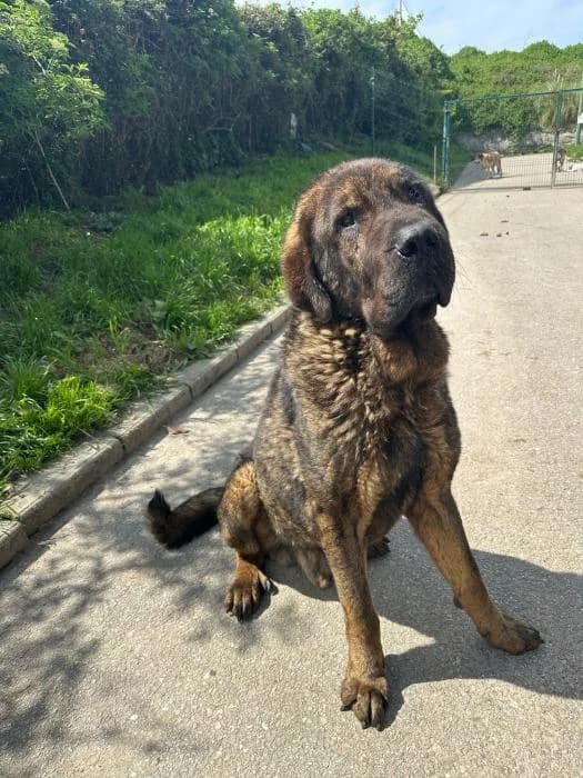VALDO, male senior Spanish Mastiff for adoption at Catydog Asociación
