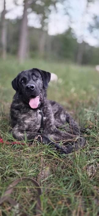 OSCAR, male 6yo Spanish Mastiff for adoption at Catydog Asociación