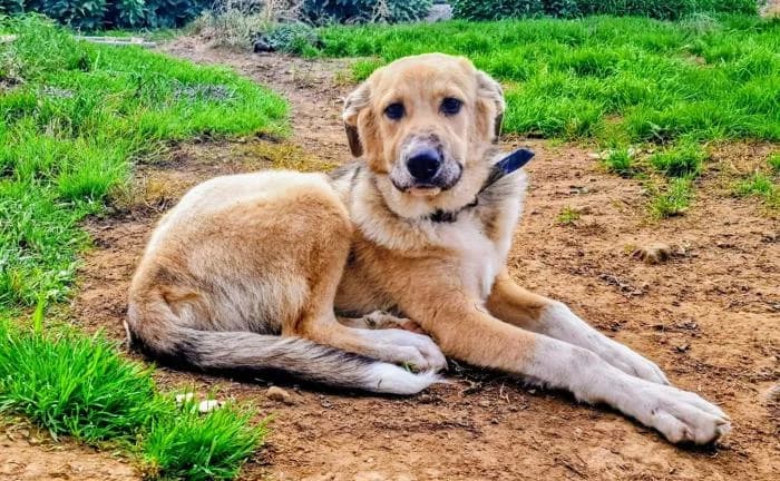 KALIU, male young Spanish Mastiff for adoption at Catydog Asociación