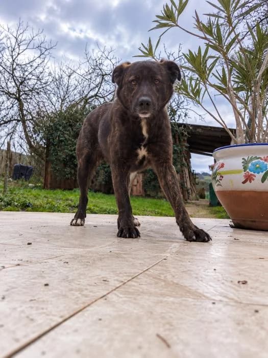 CUCA, negro y atigrado (una pasada en persona) female 3yo Labrador Retriever for adoption at Catydog Asociación