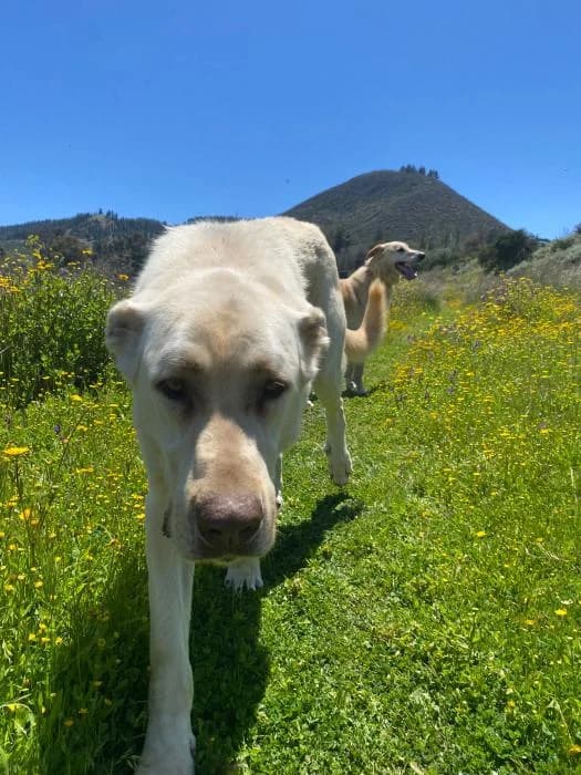 RUBIO, male 6yo Spanish Mastiff for adoption at Catydog Asociación