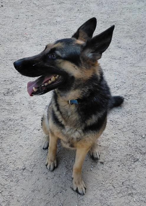 XENA, female 4yo German Shepherd for adoption at Catydog Asociación