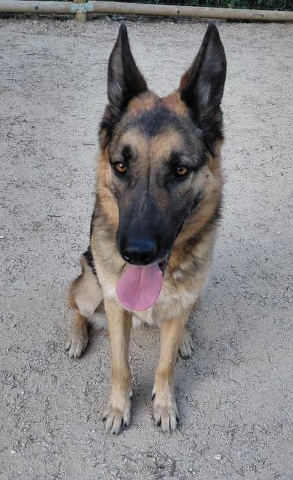 THOR, male 4yo German Shepherd for adoption at Catydog Asociación