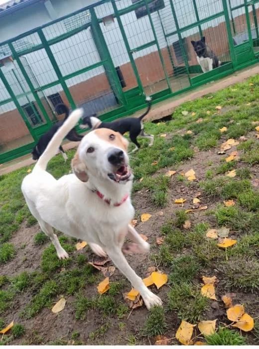 BORIS, male 7yo Mixed Breed for adoption at Catydog Asociación