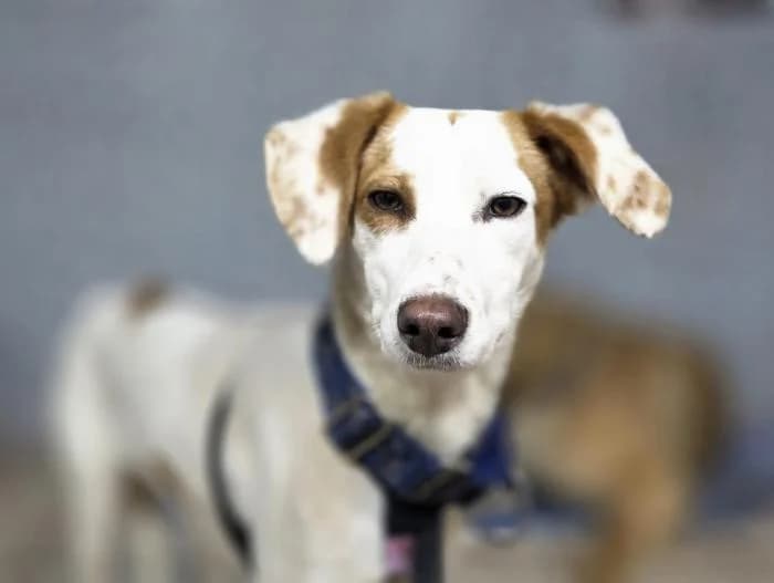 BRUJA, female young Mixed Breed for adoption at Catydog Asociación