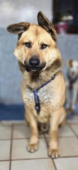GAEL, male 4yo Spanish Mastiff for adoption at Catydog Asociación