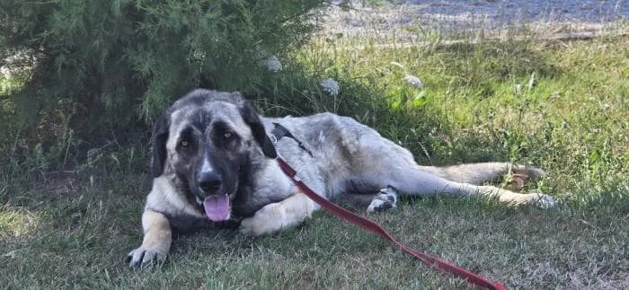 LOLA, Canela y negra female young Spanish Mastiff for adoption at Catydog Asociación