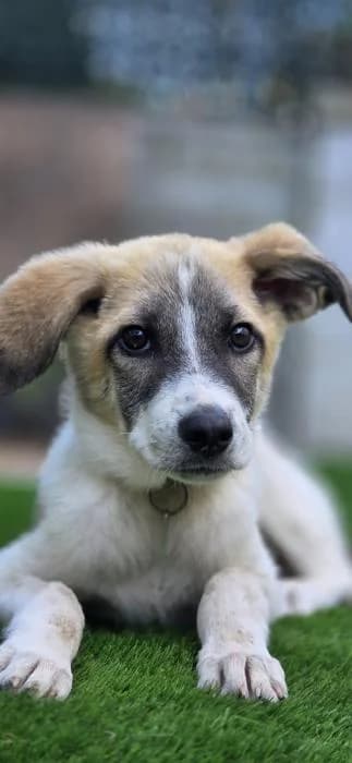 STAN, Atigrada y blanca Peso estimado de adult male puppy Mixed Breed for adoption at Catydog Asociación