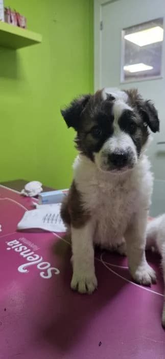 NEI, Blanco y canela No buscamos una familia male puppy Mixed Breed for adoption at Catydog Asociación