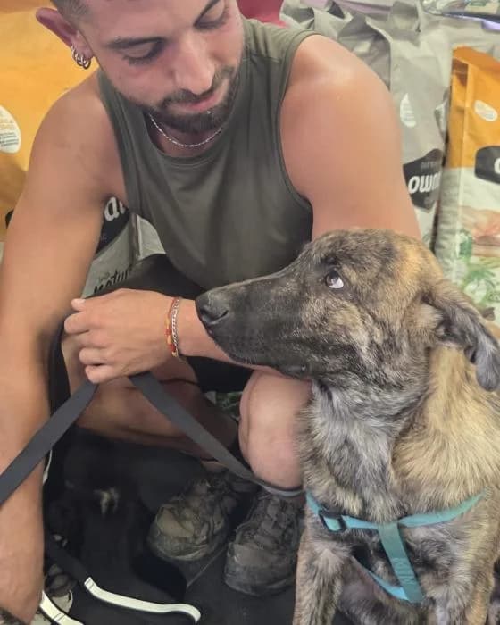 BAMBU, male puppy Spanish Mastiff for adoption at Catydog Asociación