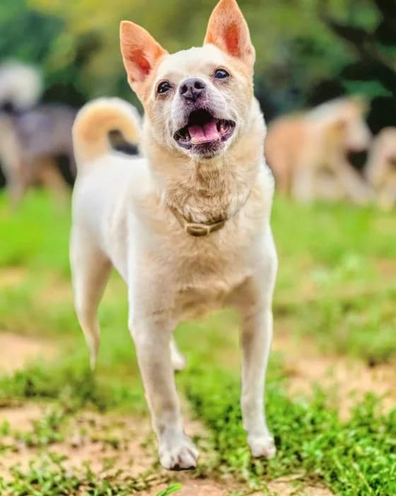 TOY, male senior Chihuahua for adoption at Catydog AsociaciΓ³n