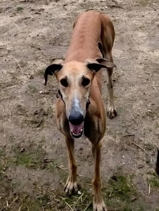 OLIMPIA, female young Galgo Español for adoption at Catydog Asociación