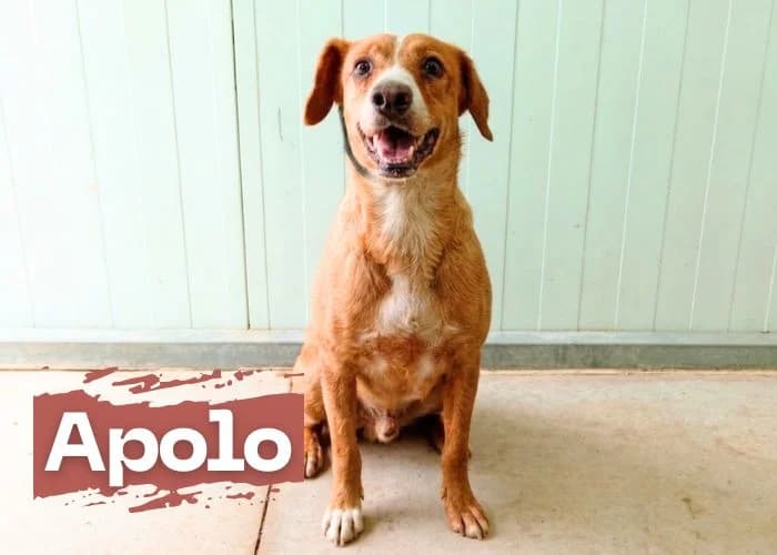 Apolo, male 4yo Mixed Breed for adoption at Centro Canino Resurja, Jaén