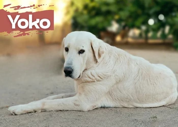 Yoko, male 3yo Spanish Mastiff for adoption at Centro Canino Resurja, Jaén