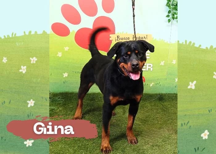 GINA, female 4yo Rottweiler for adoption at Centro Canino Resurja, Jaén