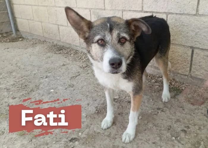 FATI, female 6yo Mixed Breed for adoption at Centro Canino Resurja, Jaén