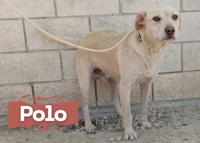 POLO, male 4yo Mixed Breed for adoption at Centro Canino Resurja, Jaén