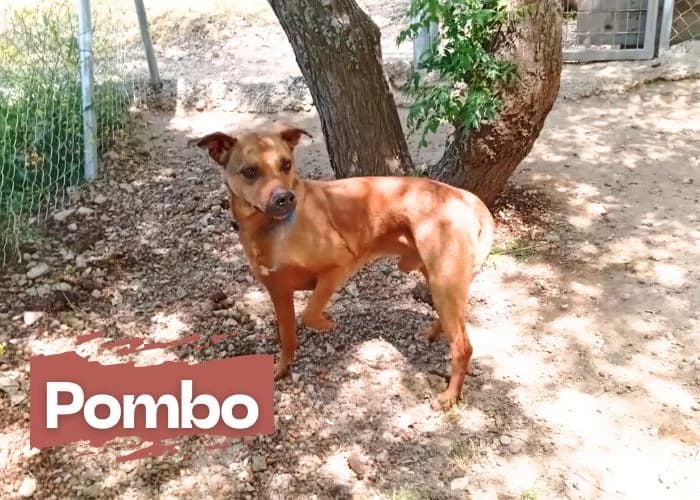 POMBO, male 3yo Mixed Breed for adoption at Centro Canino Resurja, Jaén