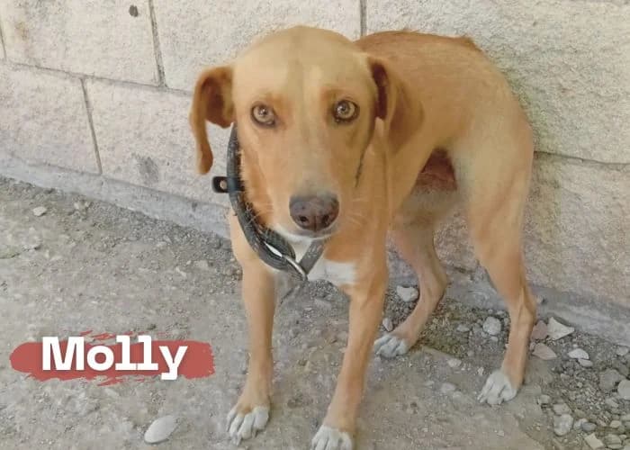 Molly, female 3yo mixed breed for adoption at Centro Canino Resurja, Jaén