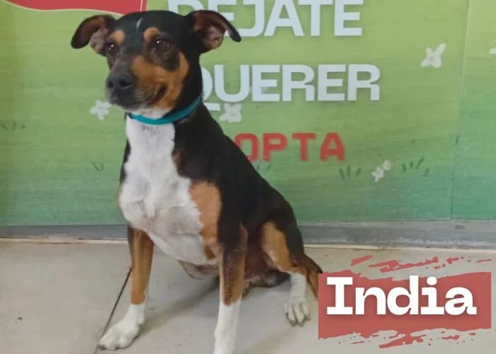 India, female young mixed breed for adoption at Centro Canino Resurja, Jaén
