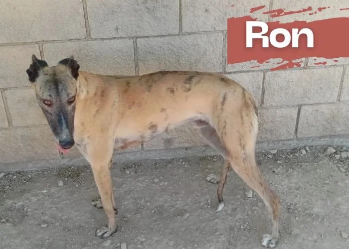 Ron, male young Galgo Español for adoption at Centro Canino Resurja, Jaén