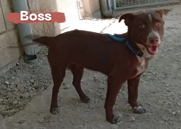 Boss, male young Podenco for adoption at Centro Canino Resurja, Jaén