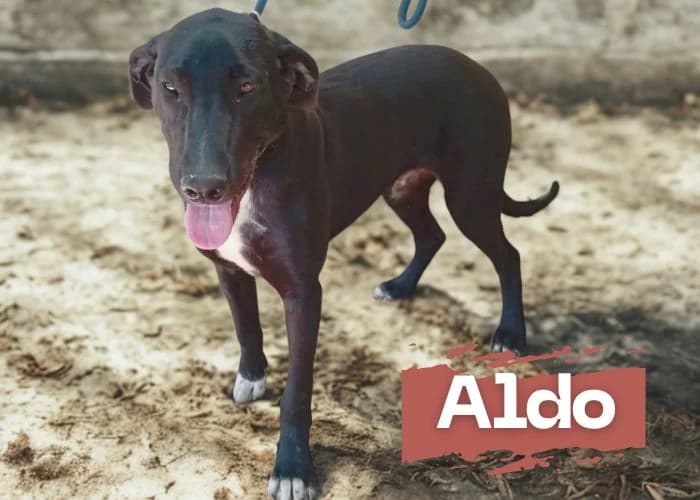 Aldo, male puppy Podenco for adoption at Centro Canino Resurja, Jaén