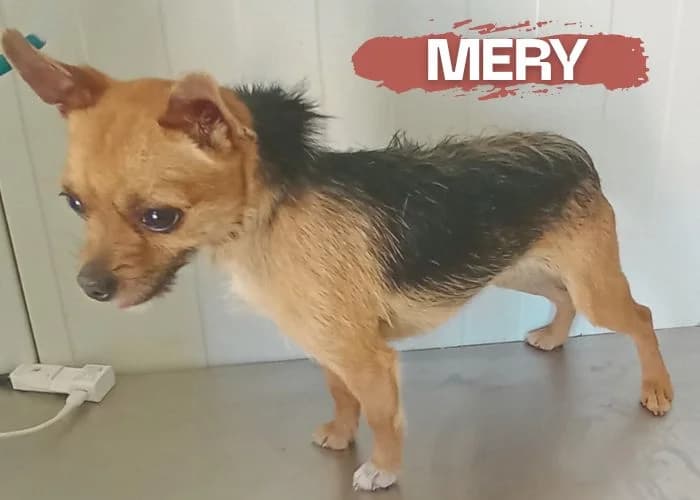 Mery, female young Chihuahua for adoption at Centro Canino Resurja, Jaén