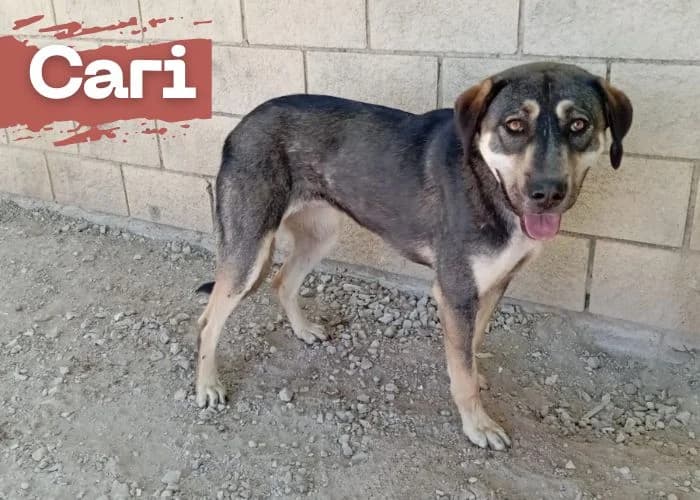 Cari, female young Spanish Mastiff for adoption at Centro Canino Resurja, Jaén