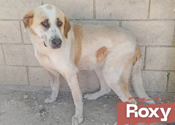 ROXY, female senior Spanish Mastiff for adoption at Centro Canino Resurja, Jaén