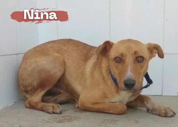 NINA, female young Podenco for adoption at Centro Canino Resurja, Jaén