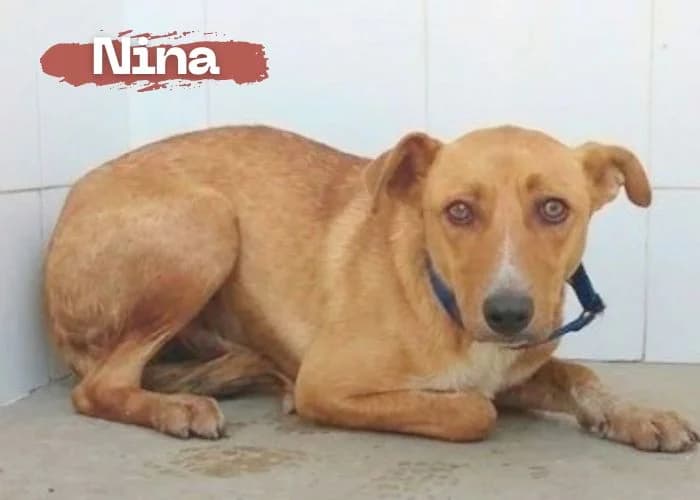 NINA, female young Podenco for adoption at Centro Canino Resurja, Jaén