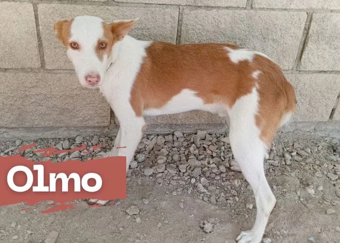 OLMO, male puppy Podenco for adoption at Centro Canino Resurja, Jaén