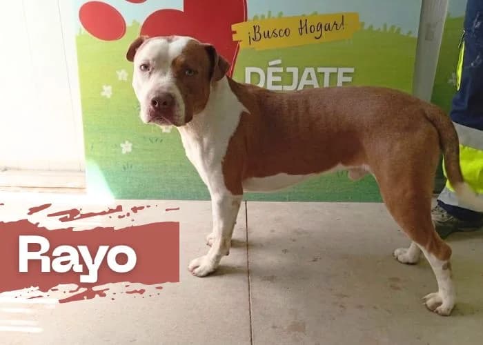 RAYO, male young American Bully for adoption at Centro Canino Resurja, Jaén