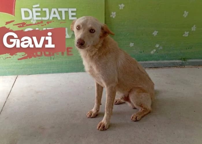 GAVI, male young Podenco for adoption at Centro Canino Resurja, Jaén