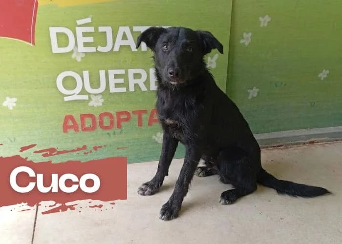 CUCO, male young Mixed Breed for adoption at Centro Canino Resurja, Jaén