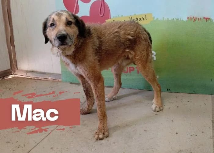MAC, male 6yo Spanish Mastiff for adoption at Centro Canino Resurja, Jaén