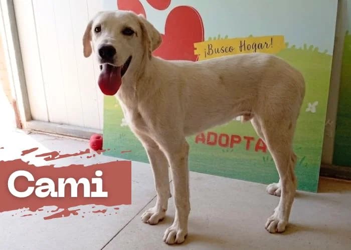 CAMI, male Spanish Mastiff for adoption at Centro Canino Resurja, Jaén