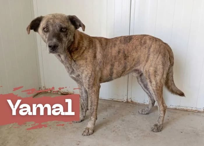 YAMAL, male 6yo Mixed Breed for adoption at Centro Canino Resurja, Jaén