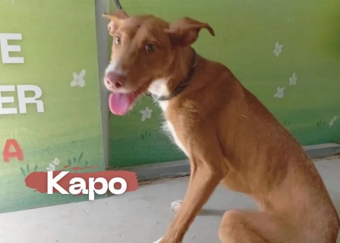 Kapo, male young Podenco for adoption at Centro Canino Resurja, Jaén