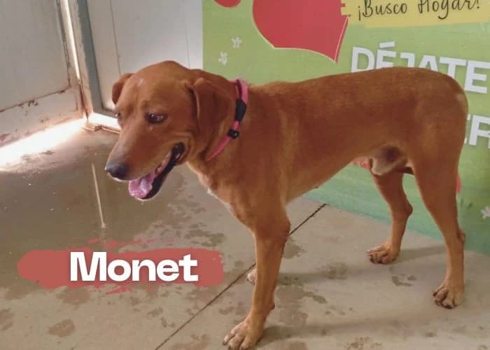 Monet, male 5yo Podenco for adoption at Centro Canino Resurja, Jaén