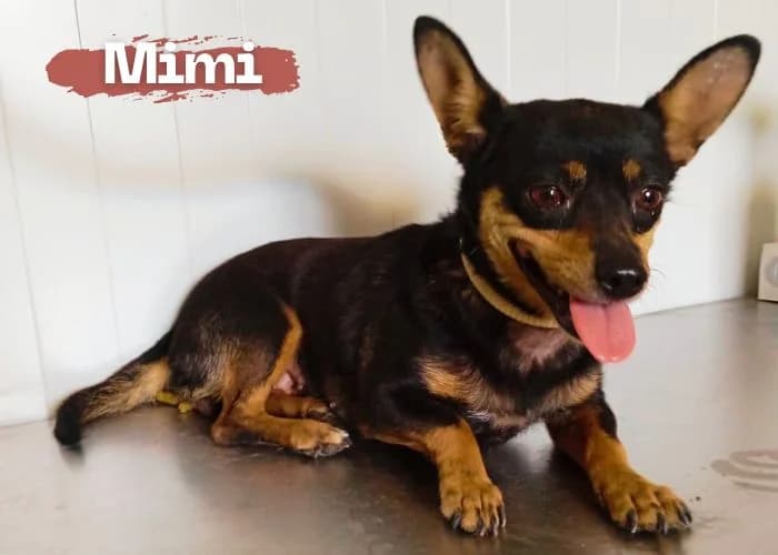 Mimi, female 6yo Yorkshire Terrier for adoption at Centro Canino Resurja, Jaén