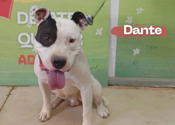 Dante, male young Pit Bull Terrier for adoption at Centro Canino Resurja, Jaén